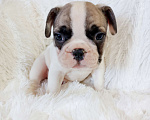 Собаки в других городах Московской области: Щенки французского бульдога Девочка, Бесплатно - фото 3