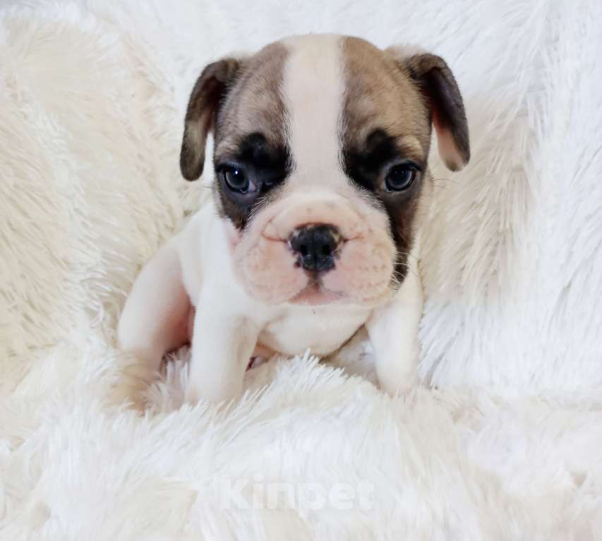 Собаки в других городах Московской области: Щенки французского бульдога Девочка, Бесплатно - фото 3