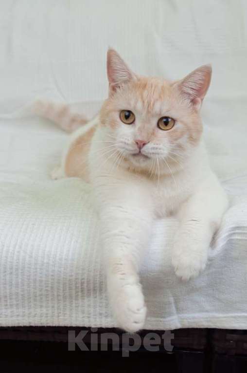 Кошки в Москве: Кот кремового окраса Яша в добрые руки Мальчик, 1 руб. - фото 3