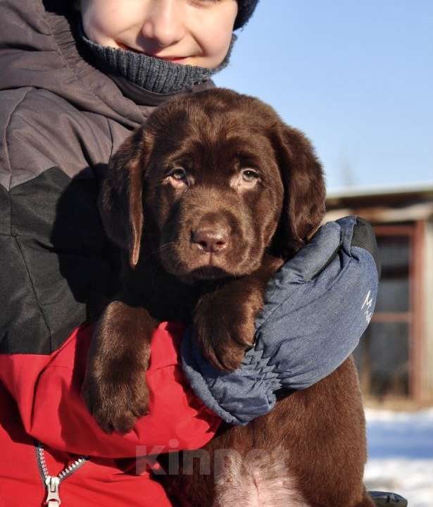Собаки в Задонске: Щенок Лабрадор  Мальчик, 70 000 руб. - фото 1