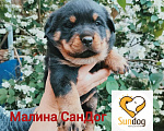 Собаки в Зеленокумске: Щенки ротвейлера РКФ. Продаем. Девочки . Девочка, 50 000 руб. - фото 1