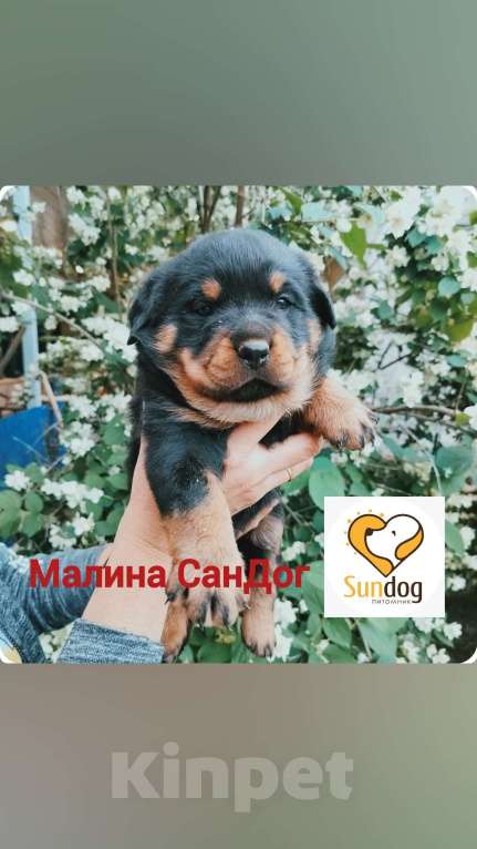 Собаки в Зеленокумске: Щенки ротвейлера РКФ. Продаем. Девочки . Девочка, 50 000 руб. - фото 1