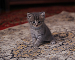 Кошки в Екатеринбурге: Шотландские прямоухие короткошёрстные котята Разнополые, 2 500 руб. - фото 2
