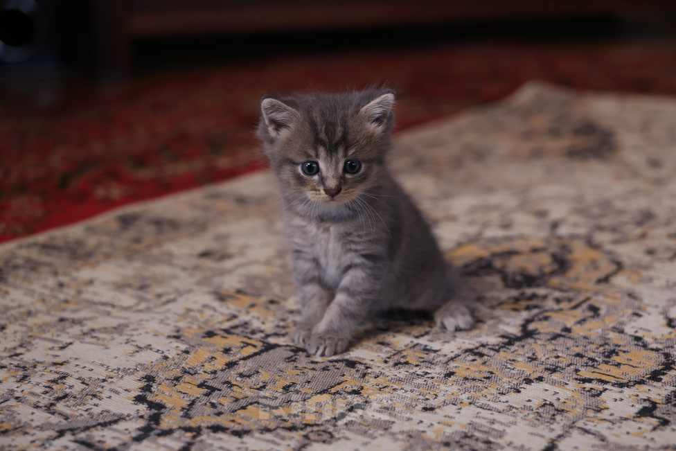 Кошки в Екатеринбурге: Шотландские прямоухие короткошёрстные котята Разнополые, 2 500 руб. - фото 2