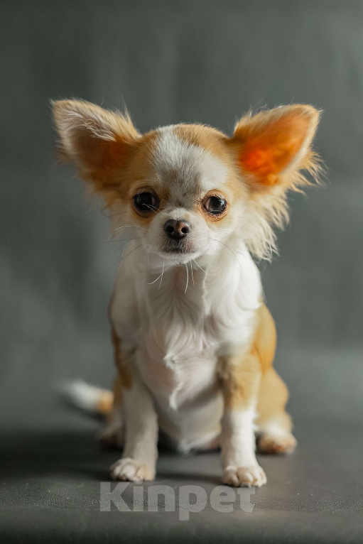 Собаки в Новосибирске: Щенок Чихуахуа Девочка, 75 000 руб. - фото 1