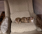 Кошки в Химках: Перси Мальчик, Бесплатно - фото 2