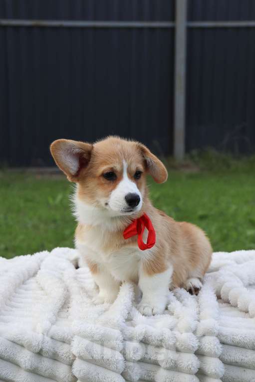 Собаки в Москве: Щенки коржики Девочка, 70 000 руб. - фото 2