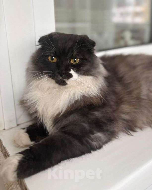 Кошки в Москве: Котик Бруно в добрые руки  Мальчик, Бесплатно - фото 3