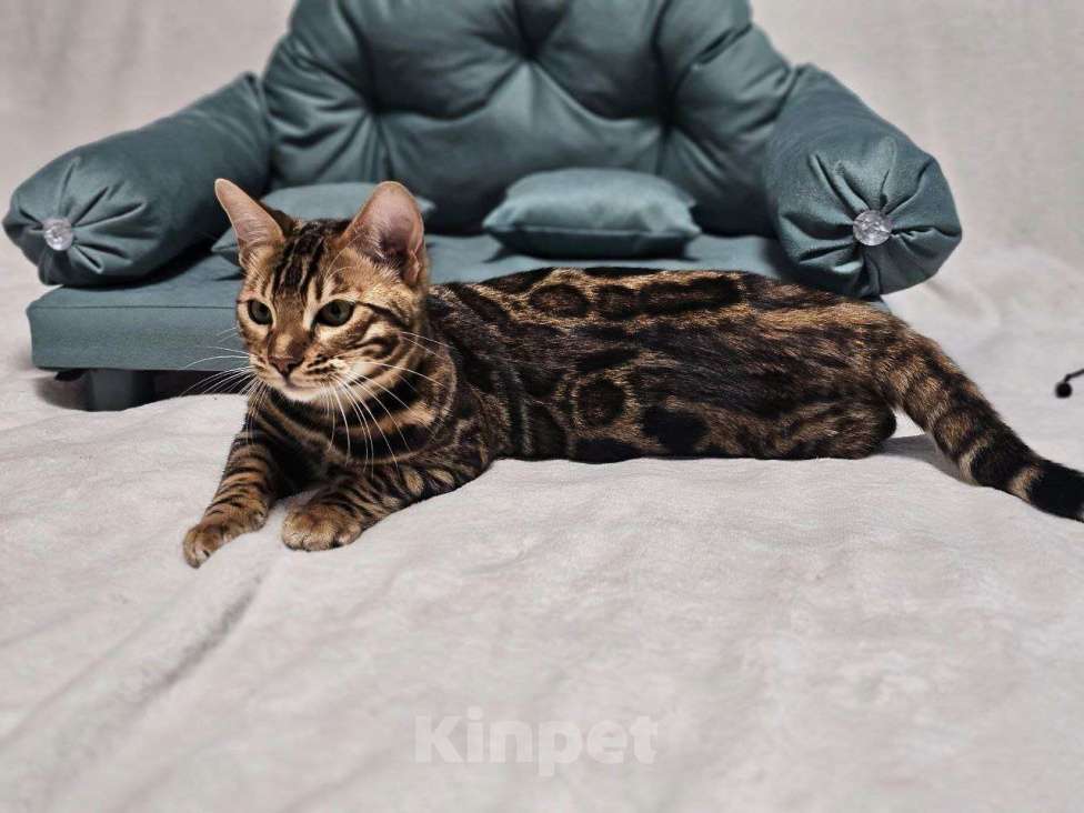 Кошки в Москве: Бенгальский котёнок Марсель Мальчик, 25 000 руб. - фото 4