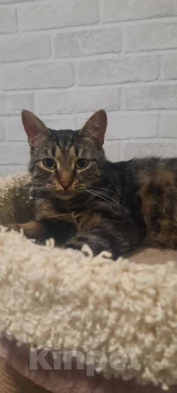 Кошки в Москве: Подарите Филе шанс Мальчик, Бесплатно - фото 2