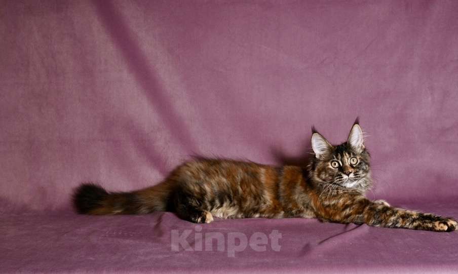 Кошки в Саратове: Мейн Кун Девочка, 50 000 руб. - фото 8