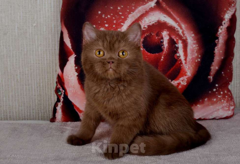 Кошки в Санкт-Петербурге: британский котик окраса циннамон Мальчик, 60 000 руб. - фото 5