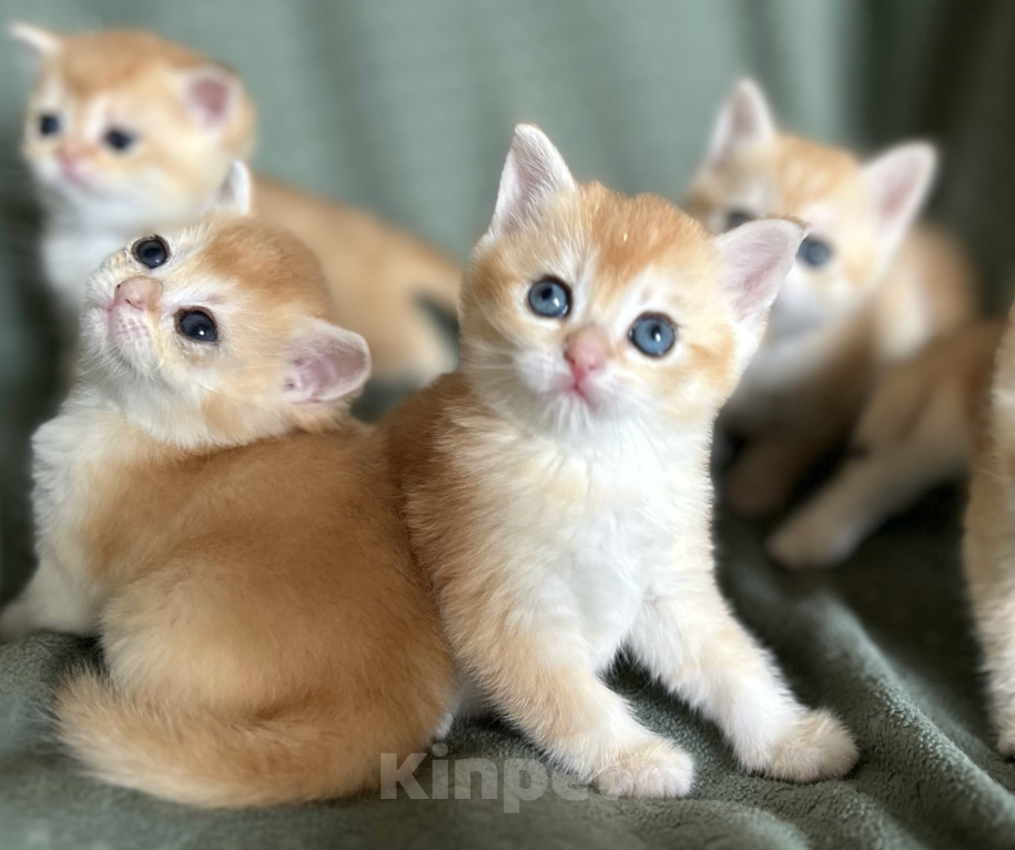 Кошки в Москве: Котята плюшевые золотые Мальчик, 18 000 руб. - фото 8