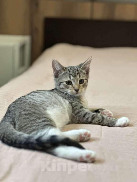 Кошки в Москве: Котятки ищут семью - любящих и добрых хозяев Мальчик, Бесплатно - фото 2