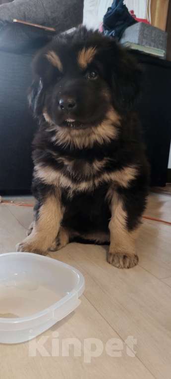 Собаки в Улане-Удэ: Монгол Банхар Мальчик, 55 000 руб. - фото 6