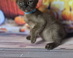 Кошки в других городах Ленинградской области: Бурманский мальчик соболиный Мальчик, 40 000 руб. - фото 2