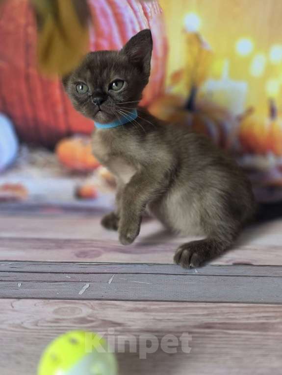 Кошки в других городах Ленинградской области: Бурманский мальчик соболиный Мальчик, 40 000 руб. - фото 2