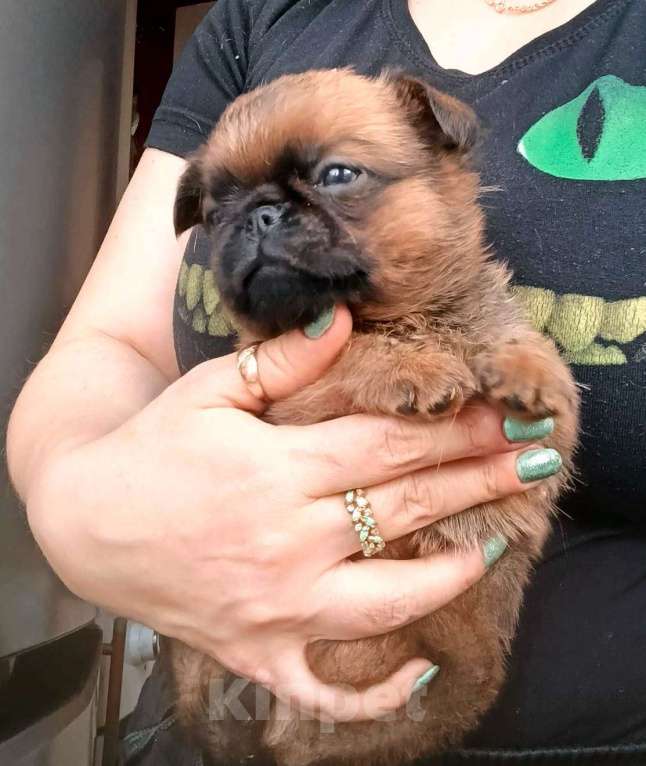 Собаки в Москве: Пти-брабансон рыжий мальчик Мальчик, 45 000 руб. - фото 4