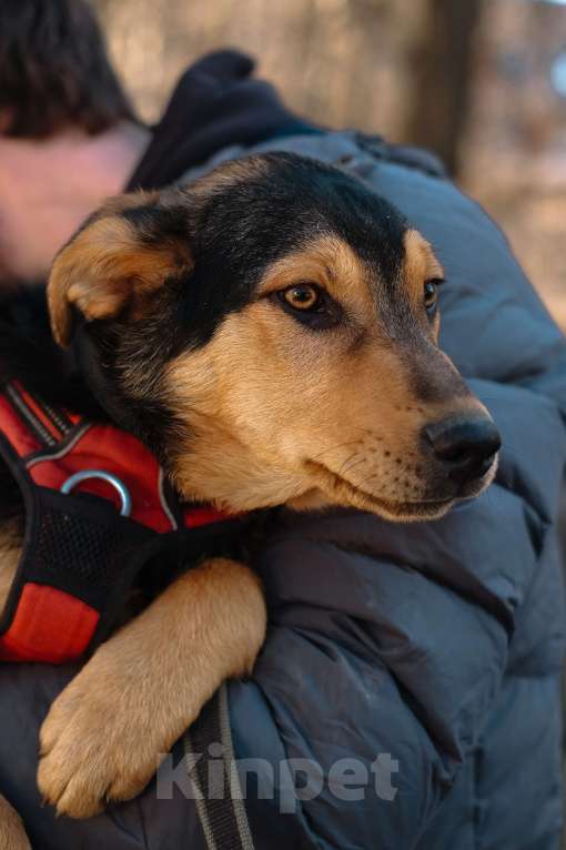 Собаки в Санкт-Петербурге: Гарри из приюта в добрые руки Мальчик, Бесплатно - фото 2