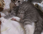 Кошки в Туле: Тео Мальчик, Бесплатно - фото 1