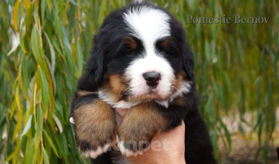 Собаки в Москве: Высокопородные щенки бернского зенненхунда из питомника Мальчик, Бесплатно - фото 3