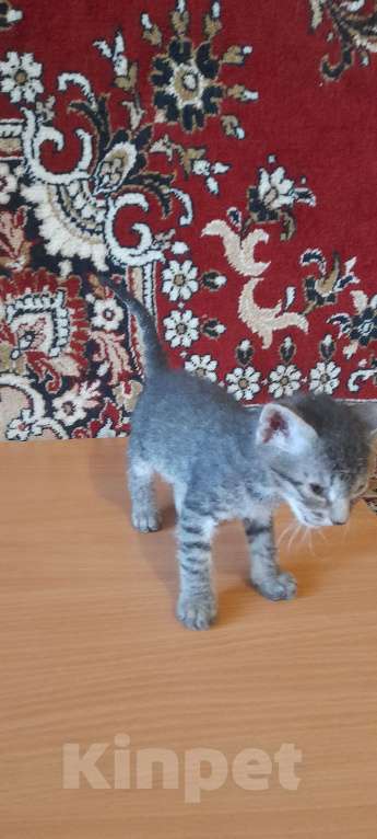 Кошки в Оренбурге: Продажа котёнка Мальчик, 5 000 руб. - фото 2