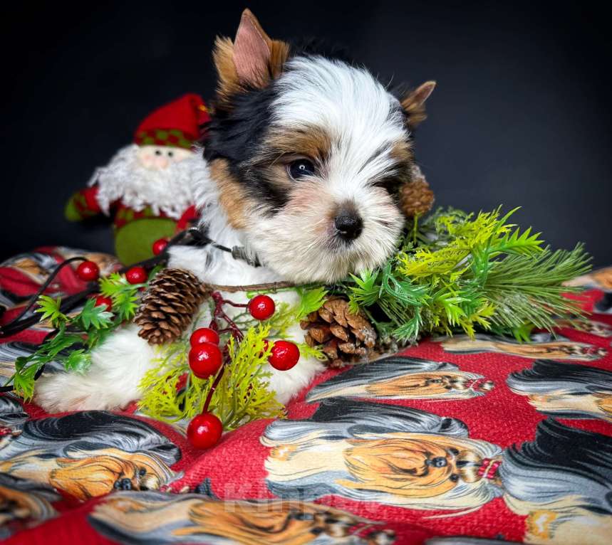 Собаки в Краснодаре: Прекрасный мальчик Бивер, РКФ  Мальчик, 30 000 руб. - фото 2