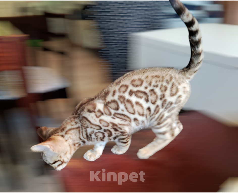 Кошки в Москве: Бенгальский котенок mink снежный (редкий окрас) Мальчик, 40 000 руб. - фото 3