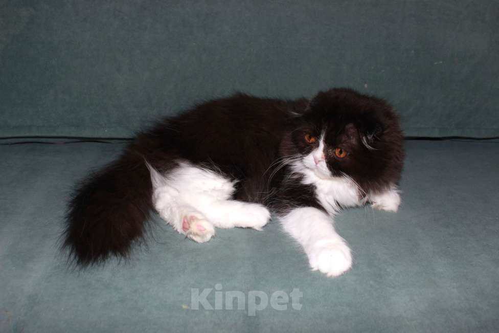 Кошки в Санкт-Петербурге: Шотландская вислоухая  Девочка, Бесплатно - фото 4