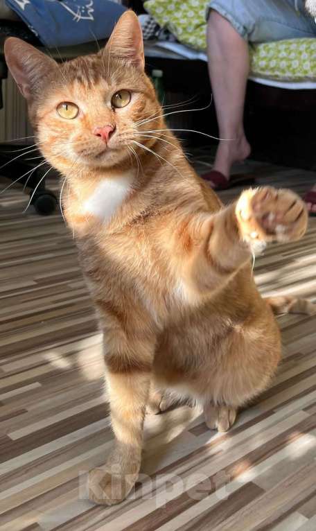 Кошки в Москве: Ищем дом для Солнышка Мальчик, Бесплатно - фото 5