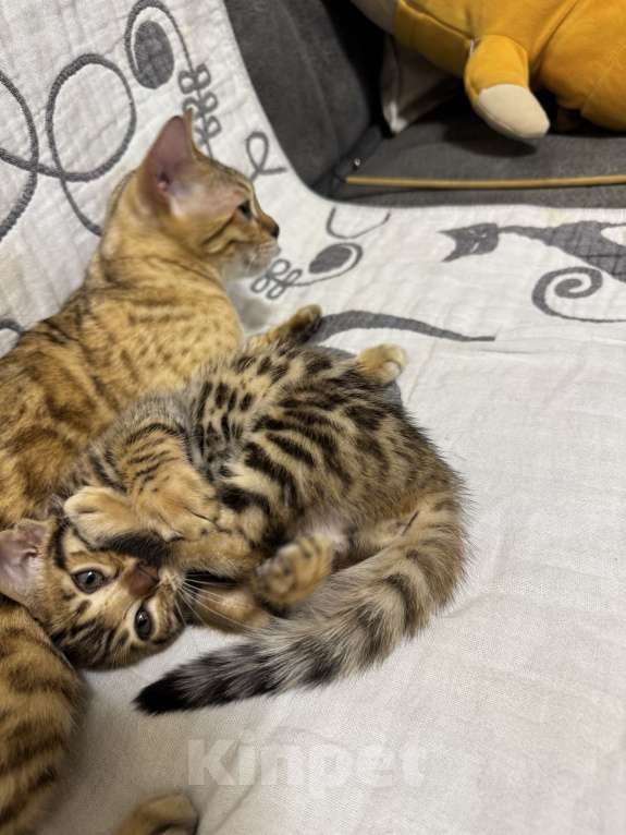 Кошки в Москве: Котенок бенгальский девочка Девочка, Бесплатно - фото 4