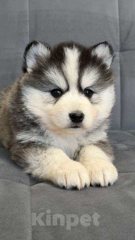 Собаки в Санкт-Петербурге: Девочка помски Девочка, 40 000 руб. - фото 4