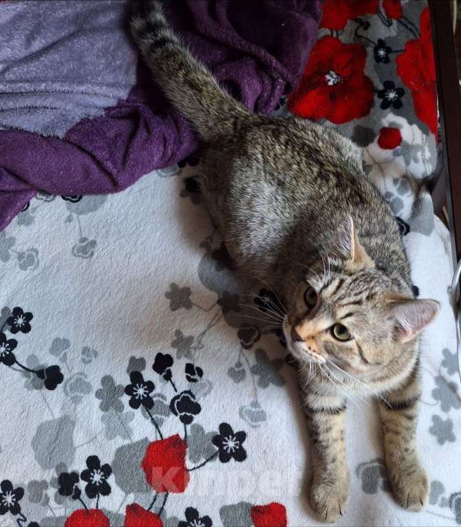 Кошки в Липецке: Плюшевый Кузя) Мальчик, Бесплатно - фото 3