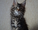 Кошки в Ангарске: Кошечка подросток  Фиона Анже -де-Санте.  Девочка, 15 000 руб. - фото 1