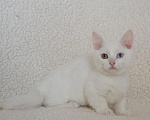 Кошки в Казани: Котята манчкин Девочка, 70 000 руб. - фото 1