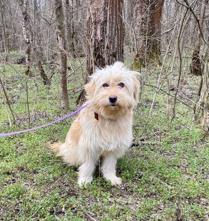 Собаки в Ростове-на-Дону: Малышка Молли в поисках дома! Девочка, Бесплатно - фото 3