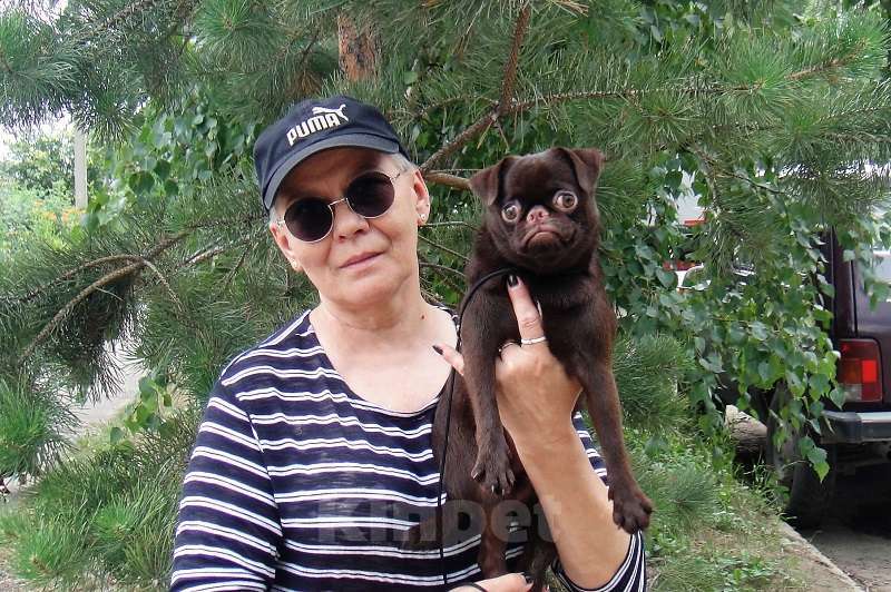 Собаки в Новосибирске: Пти-брабансон шоколад щенок Мальчик, 50 000 руб. - фото 8