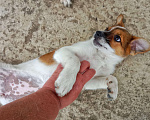 Собаки в Феодосии: Щенок в добрые руки Девочка, 1 руб. - фото 8