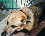 Собаки в Мурманске: Отдам в добрые руки Девочка, Бесплатно - фото 1