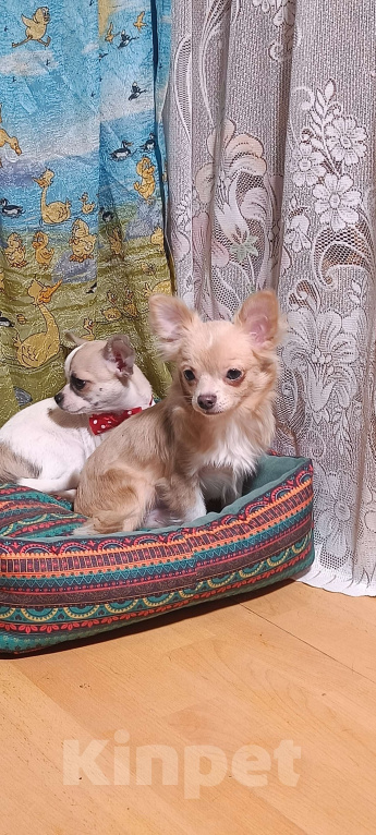 Собаки в Москве: Золотой парнишка Мальчик, 35 000 руб. - фото 4