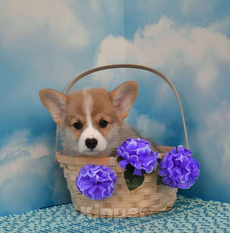 Собаки в Ногинске: Мальчики корги Мальчик, 45 000 руб. - фото 6