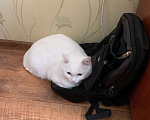 Кошки в Новосибирске: Потерялся белый кот с голубыми глазами Мальчик, Бесплатно - фото 3