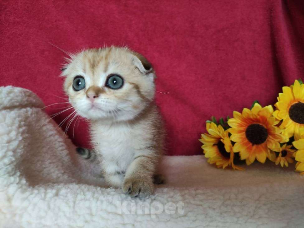 Кошки в Казани: Шотландская вислоухая золотая кошечка Ивори Девочка, 30 000 руб. - фото 5