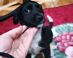 Собаки в других городах Московской области: Щенок Изя в добрые руки  Девочка, Бесплатно - фото 4