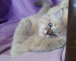 Кошки в Краснодаре: Котята Невская Маскарадная Color Point Blue Point Колор Поинт Пушистые Девочка, 37 000 руб. - фото 3