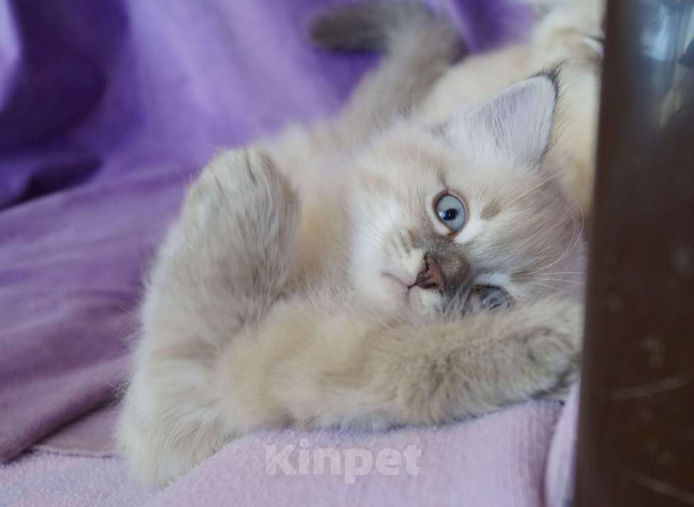 Кошки в Краснодаре: Котята Невская Маскарадная Color Point Blue Point Колор Поинт Пушистые Девочка, 37 000 руб. - фото 3