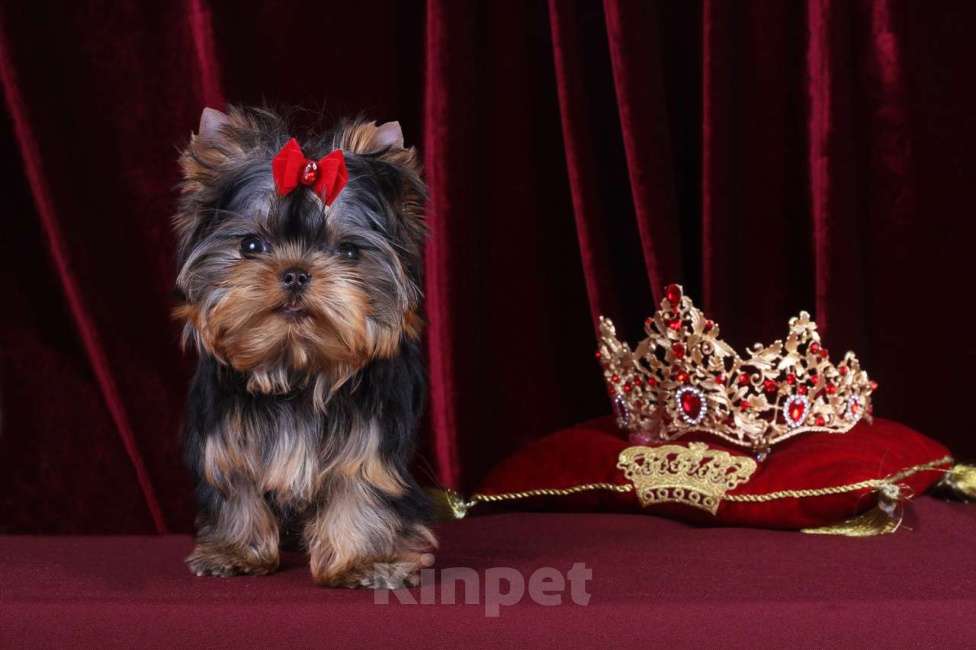 Собаки в Москве: Йоркширский терьер, мини, беби-фейс. Мерседес Девочка, 150 000 руб. - фото 5