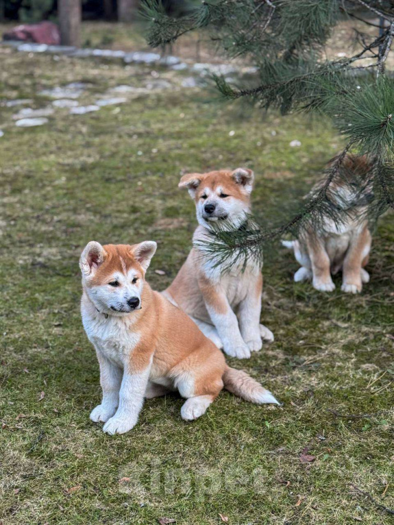 Собаки в Москве: Щенки Акита Ину Мальчик, 35 000 руб. - фото 5