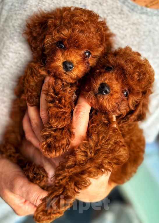 Собаки в Москве: Тикап тедди пудель Китай Девочка, 200 000 руб. - фото 2