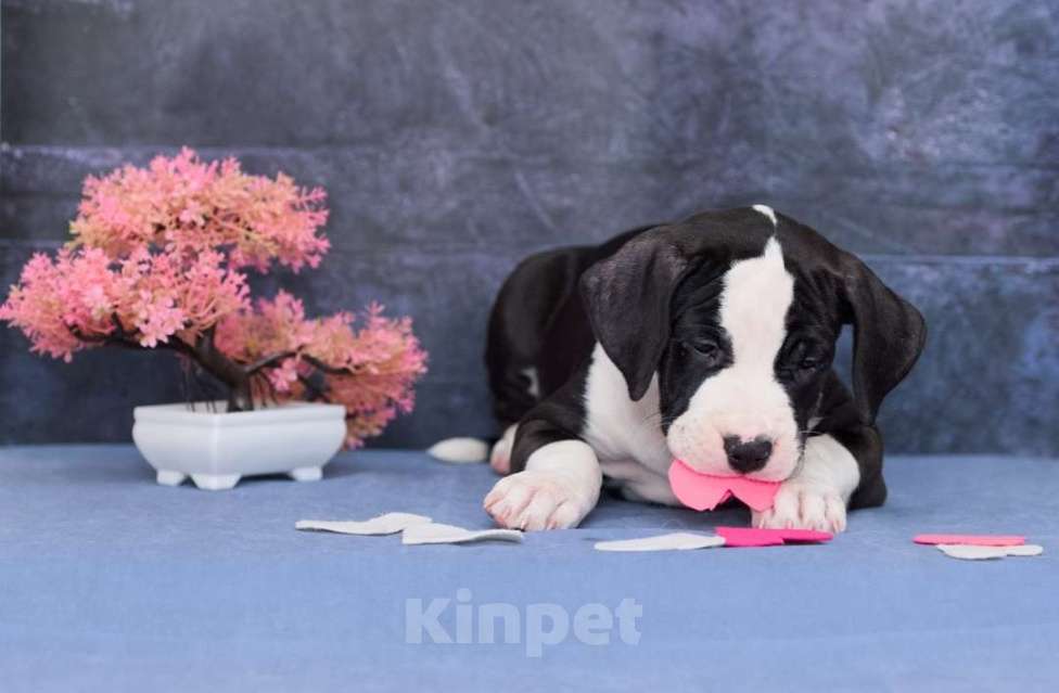 Собаки в Санкт-Петербурге: Мощная и крутая девочка амстаффа Девочка, 1 руб. - фото 6